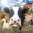 icon FarmRace(Çiftlik Yarışı) 14.0