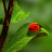 icon Ladybug Wallpapers(Uğur Böceği Duvar Kağıtları) 3.0.1