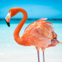 icon The Flamingo(Flamingo
)