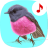 icon Bird songs: Ringtones(Kuş Şarkılar: Zil
) 4.9