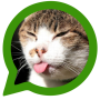 icon Cats for WhatsApp(Sosyal ağlar için kediler)