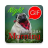 icon Gif Afrikaans Morning & Night(Afrikaans Sabah Gece Gifleri) 2.08.03