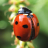 icon Ladybug Wallpaper(Uğur Böceği Duvar Kağıtları) 2.0.0