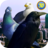 icon City Birds Simulator(Şehir Kuşları Simülatörü) 1