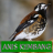 icon Master Kicau Anis Kembang(Chirping Anis Kembangın Efendisi) 1.3