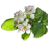 icon Missouri Wildflowers(Missouri kır çiçekleri) 4.5