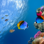 icon Ocean Fish Live Wallpaper(Okyanus balığı canlı duvar kağıdı)