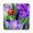 icon Macro Spring Live Wallpaper(Makro Bahar Canlı Duvar Kağıdı) 1.0.7
