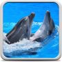 icon Dolphins Live Wallpaper (Yunuslar Canlı Duvar Kağıdı)