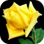 icon Roses Live Wallpapers For My Love, Flowers HD 4k (Güller Aşkım İçin Canlı Duvar Kağıtları, Çiçekler HD 4k
)