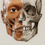 icon Art Anatomy(3D Anatomy for the Artist
)