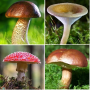 icon Mushroom identifier(Mantar tanımlayıcı
)