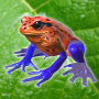 icon Frog Friends ()