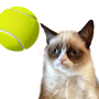 icon Tennis Cat(Kedi Tenisi: Savaş Meme)