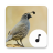 icon Quail Sounds(Bıldırcın Sesleri) 4.1.6