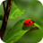 icon Ladybug Wallpapers(Uğur Böceği Duvar Kağıtları) 1.0