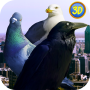 icon City Birds Simulator (Şehir Kuşları Simülatörü)