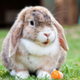 icon Rabbit sounds (Tavşan sesleri)
