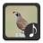 icon Quail Sounds(Bıldırcın Sesleri) 3.1.0