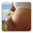 icon ru.fedr.pregnancy(Hamilelik Takvimi) 2.3.4