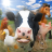 icon FarmRace(Çiftlik Yarışı) 19.0