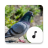 icon Pigeon Sounds(Güvercin Sesleri) 4.1.6