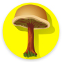 icon Mushroom(için Mantar tanımlama Uygulaması
)