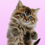 icon Talking Dancing Cat(Konuşan kedi. Danslar ve Purrs.)