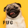 icon Pug(Köpek Duvar kağıdı Pug Tema
)