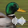 icon Duck Calls(Ördek avı çağrıları
)