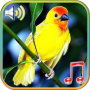 icon Birds sounds ringtones(Kuşlar Zil Sesleri ve Duvar Kağıtları)