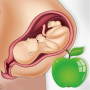 icon Pregnancy Tips Diet Nutrition (Gebelik İpuçları Diyet Beslenme)
