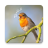 icon Sounds of birds. Songs and bird tones(Kuş sesleri. Güzel şarkılar.) 1.19