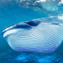 icon The Blue Whale (Mavi Balina)