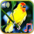 icon Birds sounds ringtones(Kuşlar Zil Sesleri ve Duvar Kağıtları) 1.3