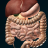 icon Organs 3D Anatomy(İç Organlar) 2.9.3