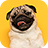 icon Pug(Köpek Duvar kağıdı Pug Tema
) 1.0.0