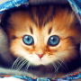 icon Cute Cats Live Wallpaper (Sevimli Kediler Canlı Duvar Kağıdı)