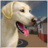 icon Pet Shelter Simulator(Pet Shelter Sim: Animal Rescue
) 1.0.4