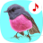 icon Bird songs: Ringtones(Kuş Şarkılar: Zil
) 7.2