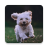 icon Dog Lock Screen(Köpek Kilit Ekranı
) 2.0