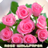 icon Roses flower Wallpapers(Güller Çiçek Duvar Kağıtları V2) 1.1.5