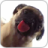 icon Dog Licking Live Wallpaper (Köpek Licker Canlı Duvar Kağıdı ÜCRETSİZ) 1.2