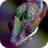 icon Chameleon Live Wallpaper(Bukalemun Canlı Duvar Kağıdı) 2.0
