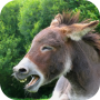 icon Donkey Sounds(Eşek Sesleri)