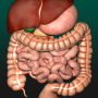 icon Internal Organs 3D Anatomy(İç Organlar)