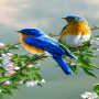 icon Loving Bird Live Wallpaper (Canlı Kuş Canlı Duvar Kağıdı)
