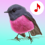 icon Bird Songs: Ringtones (Kuş Şarkılar: Zil
)