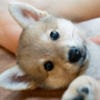 icon jp.co.mozukuapp.shibainu(Şifa köpek ıslah oyunu ~ Shiba köpek baskısı ~)