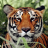 icon Tiger Wallpapers(Kaplan Duvar Kağıtları) 3.0.1